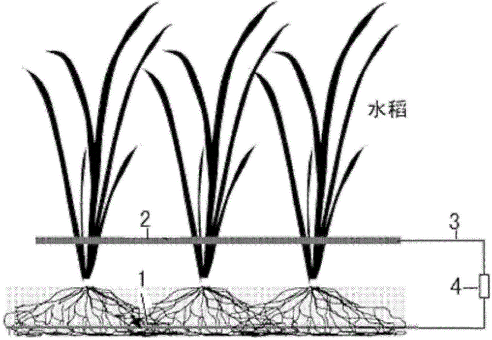 Electrode device and method for lowering arsenic and lead concentrations in rice