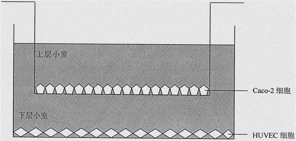 Method for constructing Caco-2/HUVEC cell co-culture system