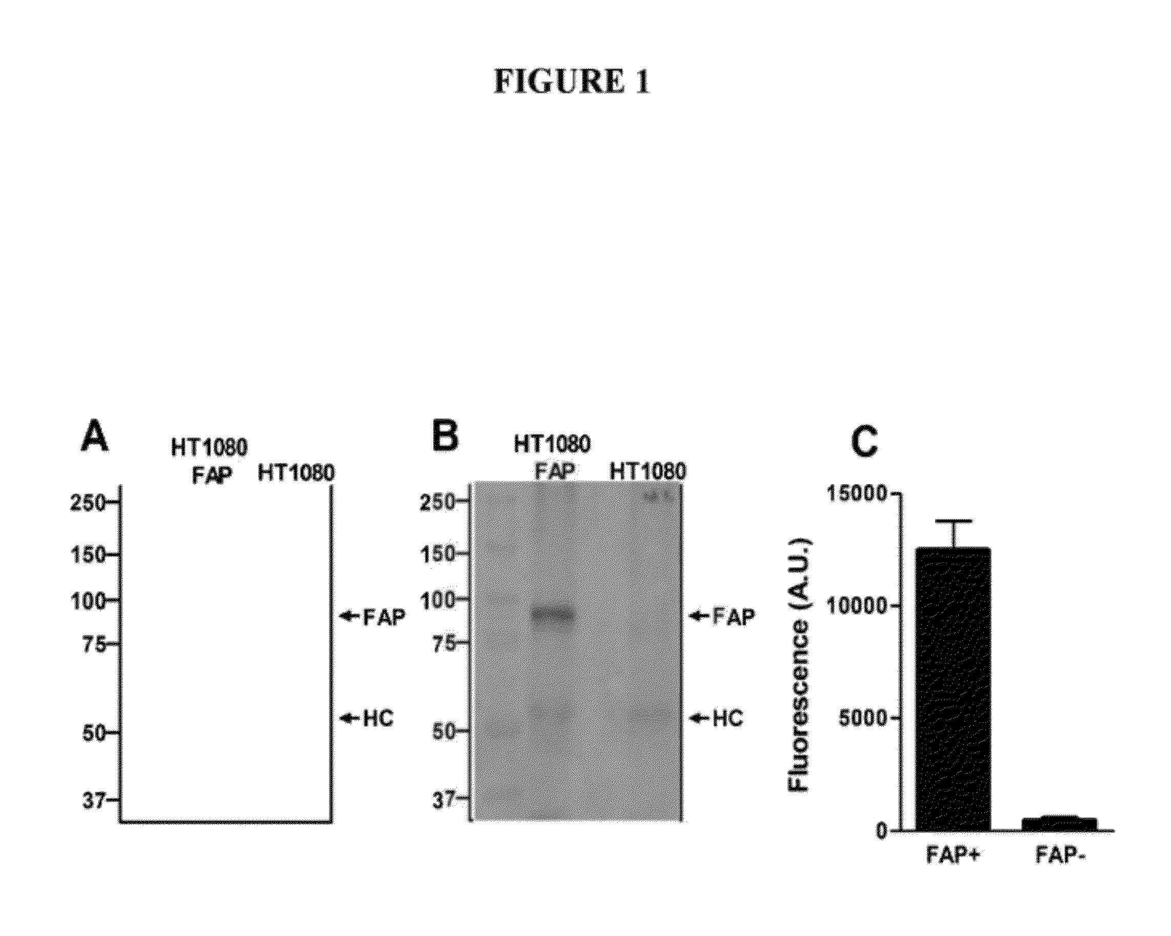 Anti-fibroblast activation protein antibodies and methods and uses thereof