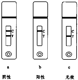 Rapid test strip for chloramphenicol drug residue