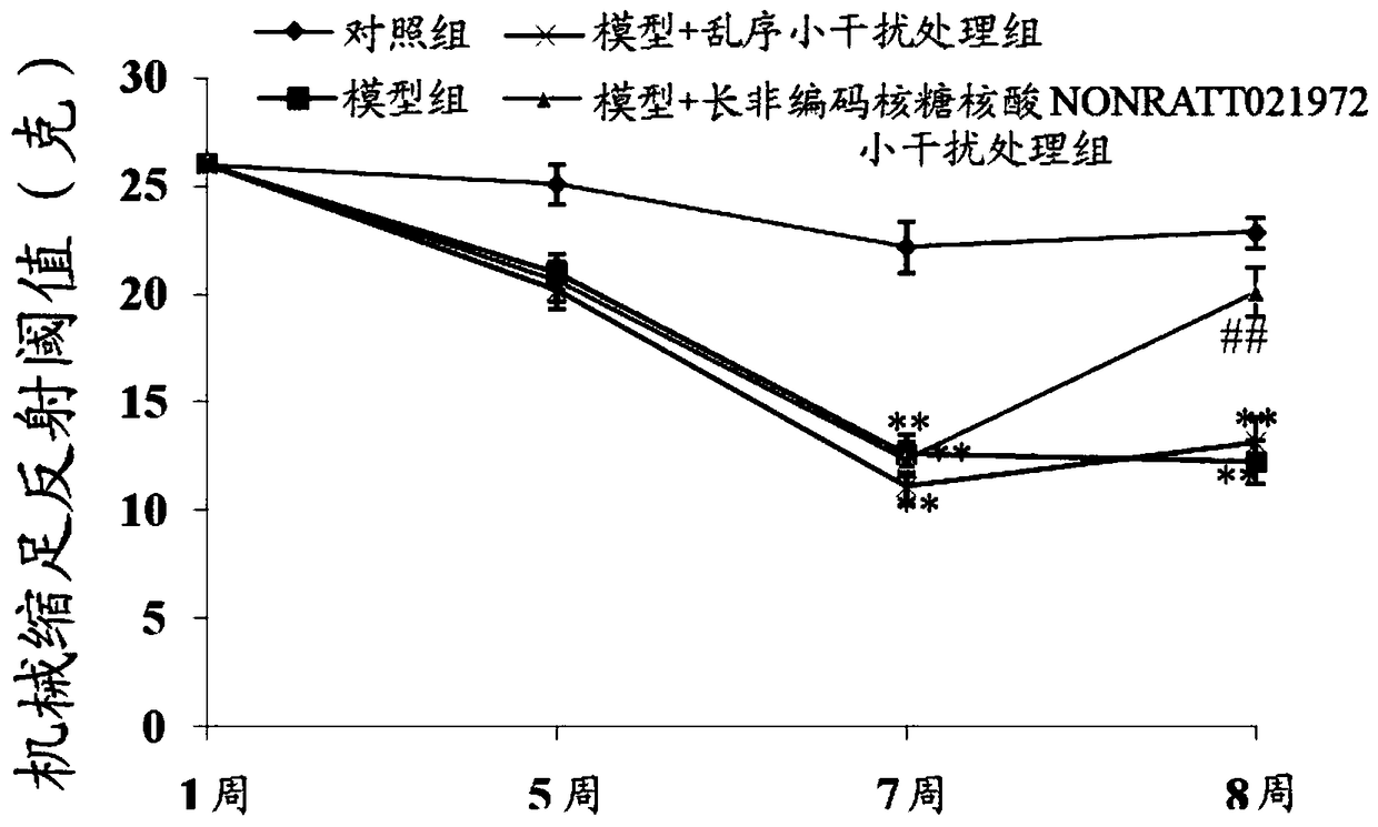 Application of long noncoding ribonucleic acid nonratt021972 small interfering ribonucleic acid in the preparation of drugs for diabetes complicated with neuropathic pain