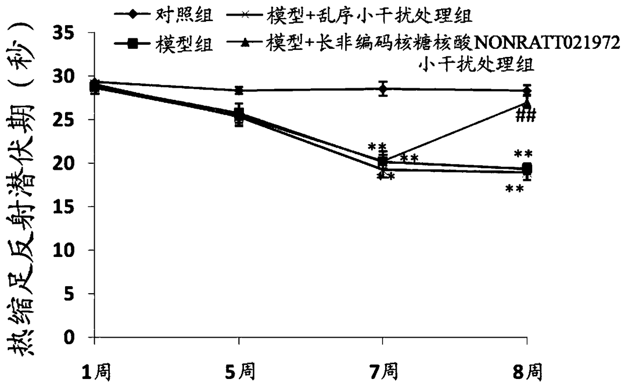 Application of long noncoding ribonucleic acid nonratt021972 small interfering ribonucleic acid in the preparation of drugs for diabetes complicated with neuropathic pain