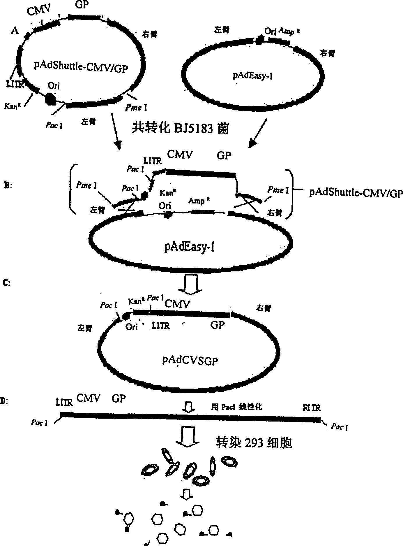 Genetically engineered rabies virus vaccine with recombination-defective adenovirus carrier