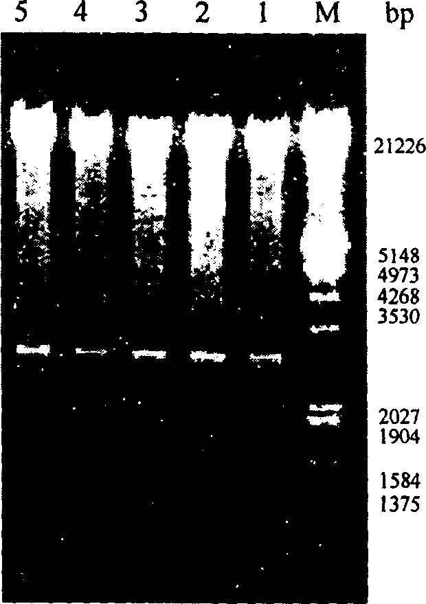 Genetically engineered rabies virus vaccine with recombination-defective adenovirus carrier