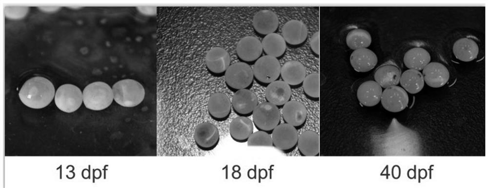 A method for continuous batch induction of Atlantic salmon triploid