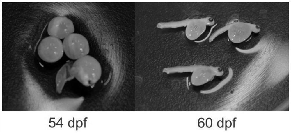 A method for continuous batch induction of Atlantic salmon triploid