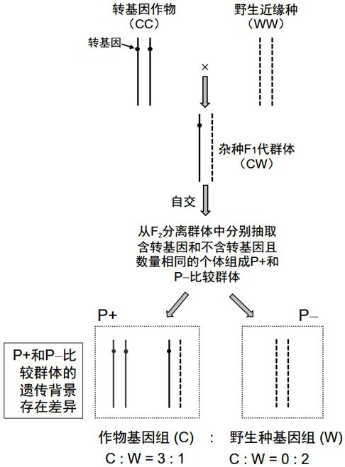 A Comparative Hybrid Population Sampling Method for Establishing Environmentally Safe Detection of Transgene Drift