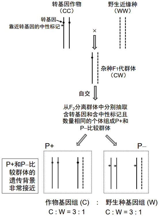 A Comparative Hybrid Population Sampling Method for Establishing Environmentally Safe Detection of Transgene Drift