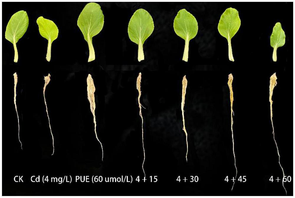 Application of puerarin in relieving plant cadmium stress and/or improving plant yield