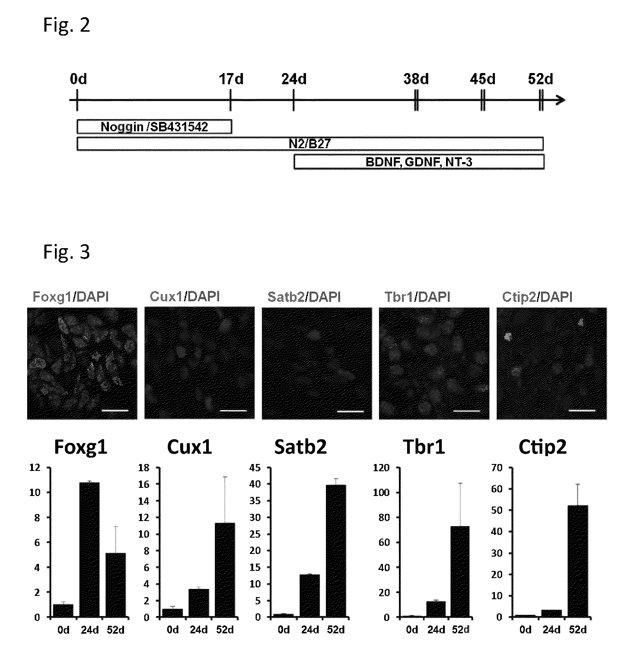 Method for diagnosing a protein misfolding disease using nerve cells derived from iPS cells