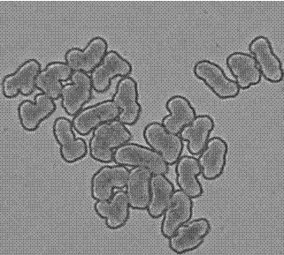 High-tenacity and low-elongation viscose fibers, as well as preparation method and application thereof