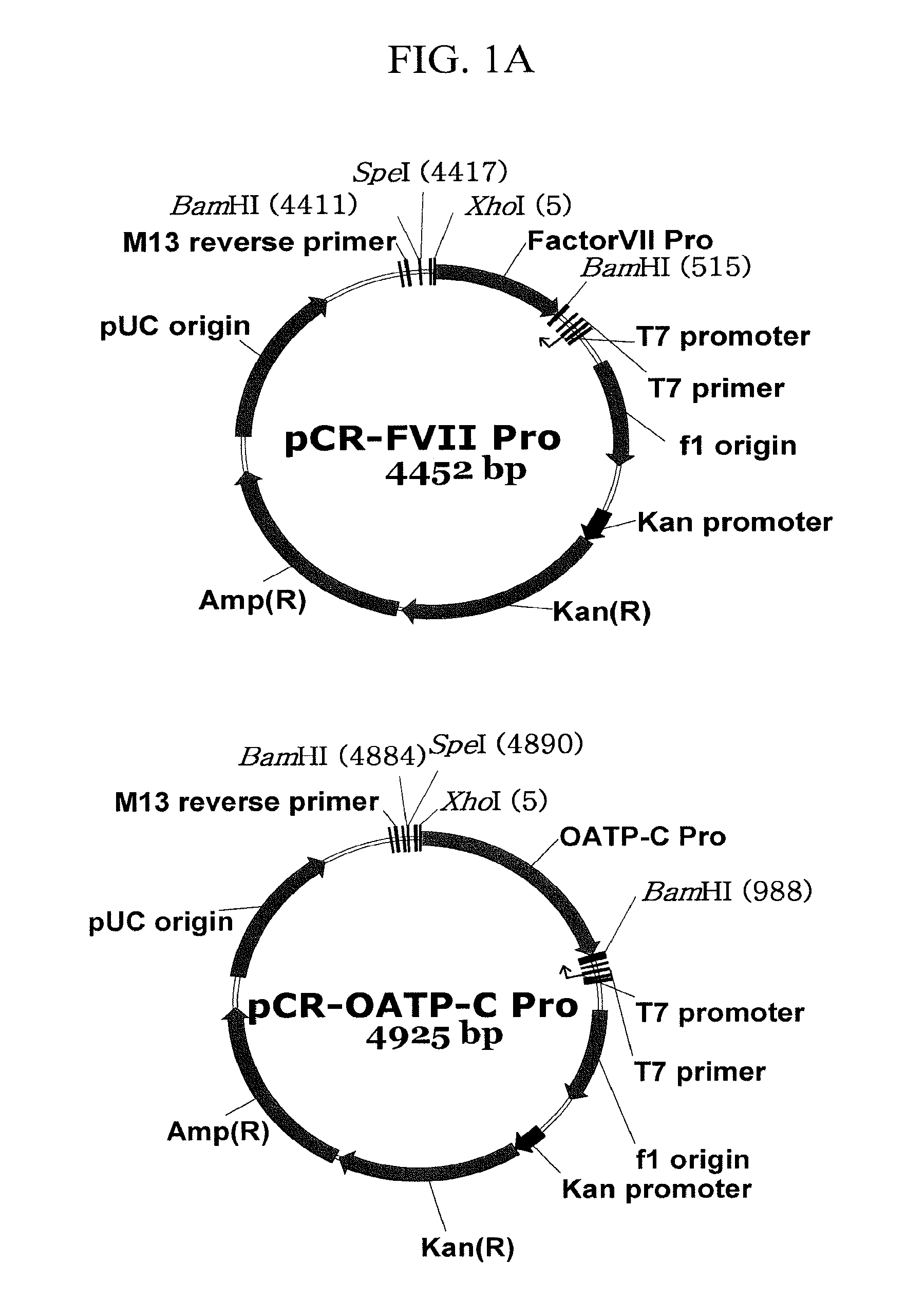 Expression vector suitable for expression of a coding sequence for gene therapy