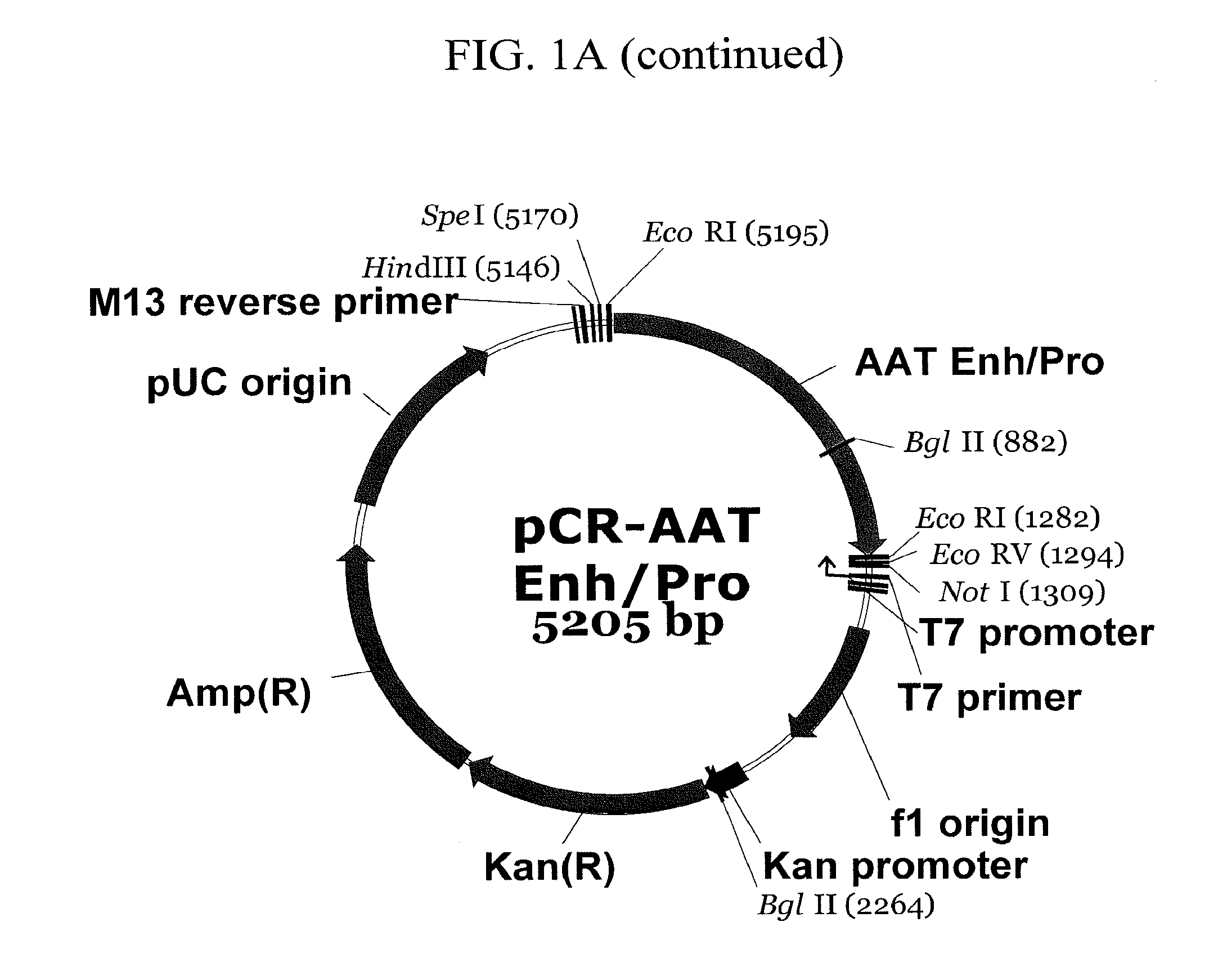 Expression vector suitable for expression of a coding sequence for gene therapy