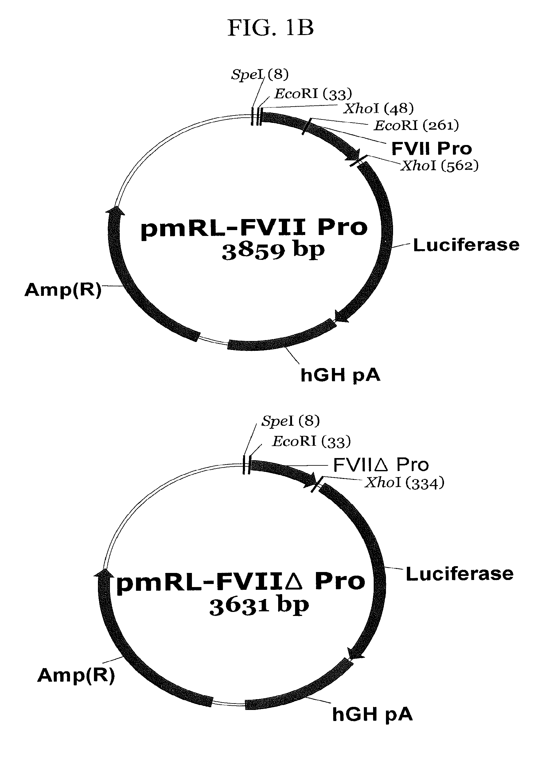 Expression vector suitable for expression of a coding sequence for gene therapy