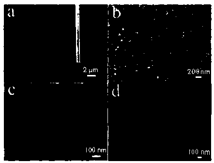 Nano-zinc oxide modified immunocapillary and its preparation method and application