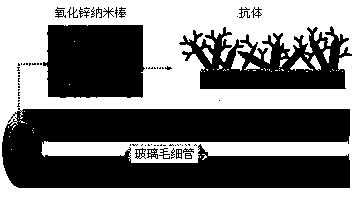 Nano-zinc oxide modified immunocapillary and its preparation method and application