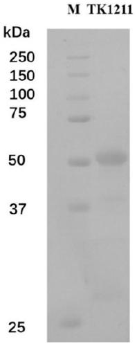 Amino acid racemase and application thereof