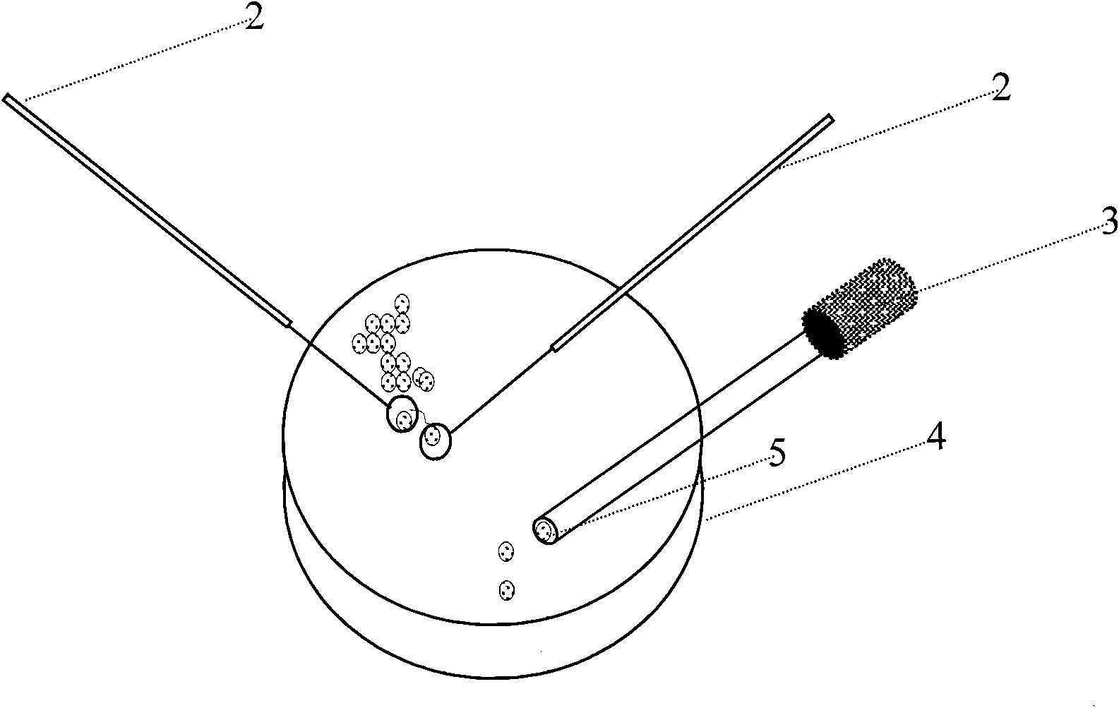 Method for collecting and separating medaka zygotes