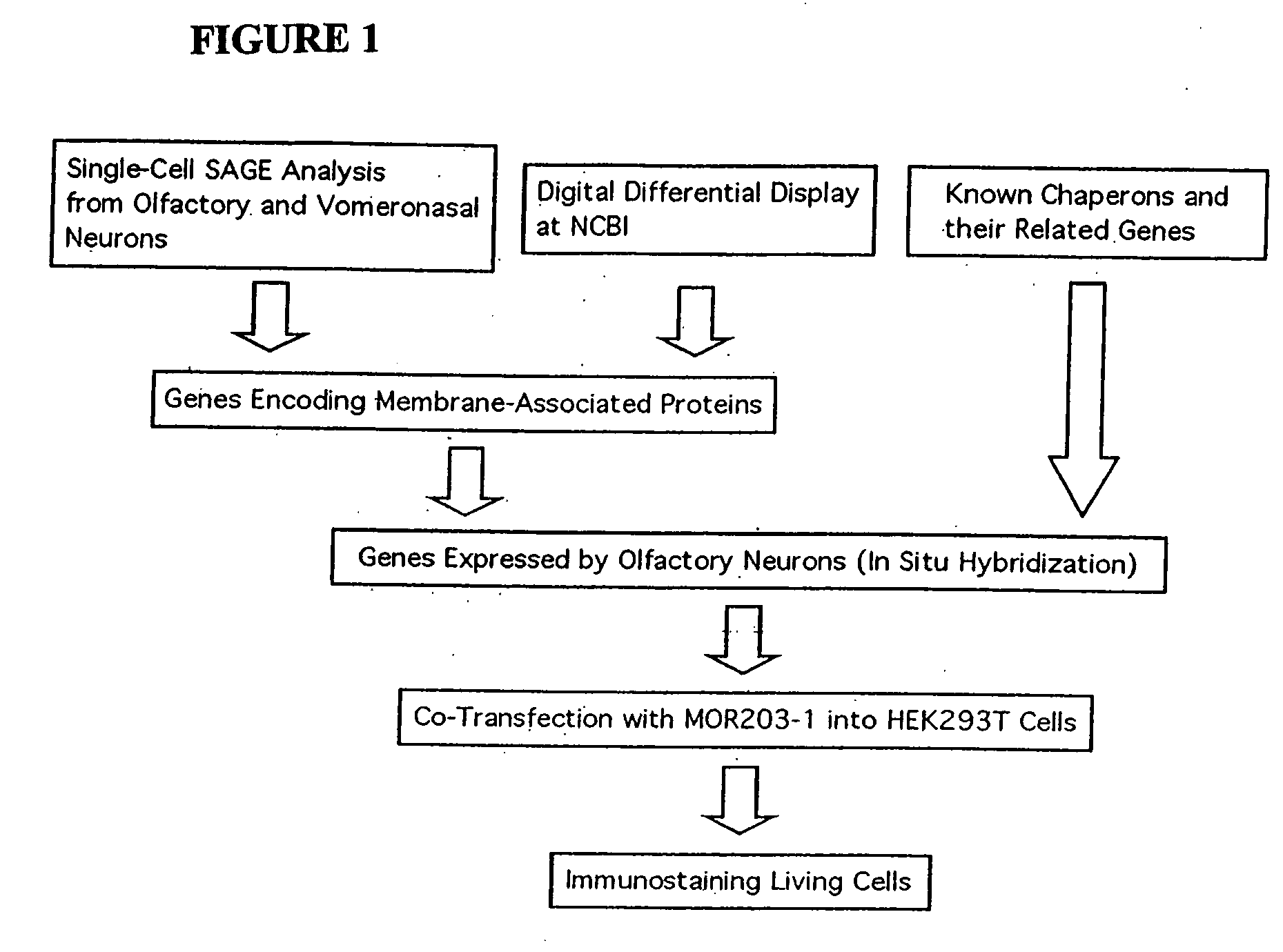 Modulators of odorant receptors