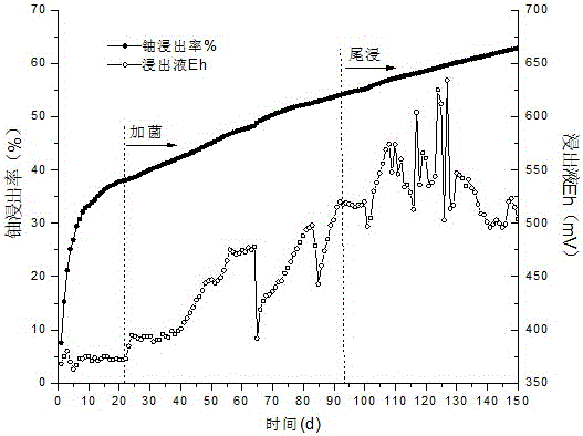 Carbonate-siliceous-pelitic-type uranium ore bacterium uranium leaching method