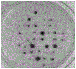 A strain fermenting and producing high-temperature-resistant β-galactosidase and its screening method