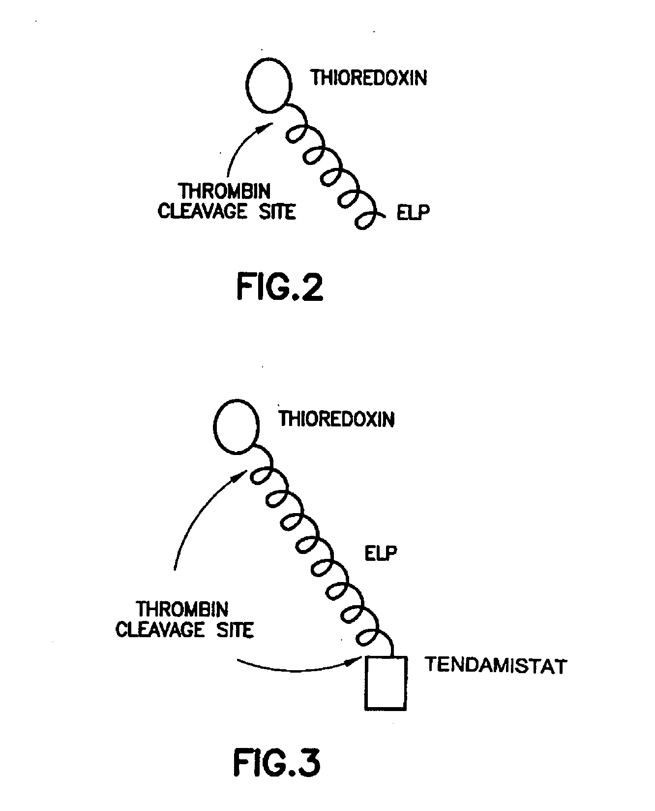 Fusion peptides isolatable by phase transition