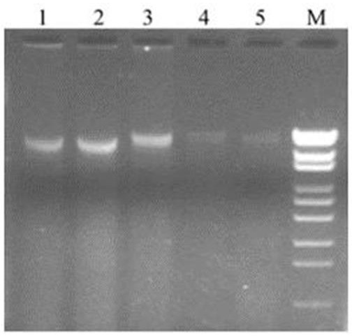 Primers for identifying pathogenic microorgansims of apple tree branch and trunk rot and disease degree grading method