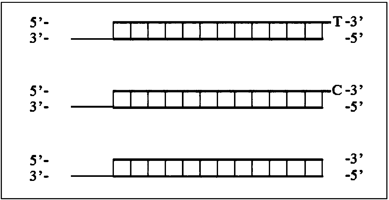 High-efficiency method for ligating DNA (Deoxyribonucleic Acid) with adapters