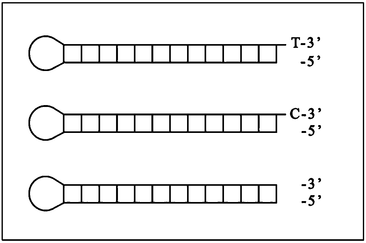 High-efficiency method for ligating DNA (Deoxyribonucleic Acid) with adapters