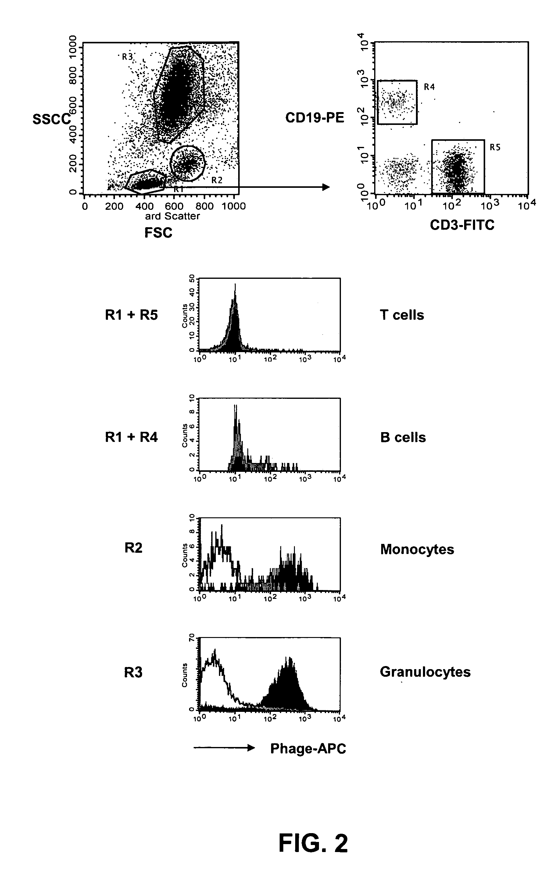 Binding molecules for the treatment of myeloid cell malignancies