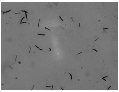 A kind of biological agent for controlling clubroot of cruciferous crops and its application