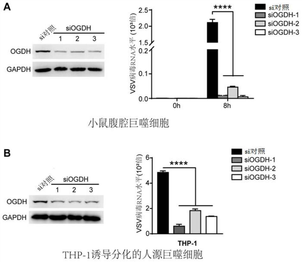 Application of ogdh inhibitors in the treatment of viral infectious diseases