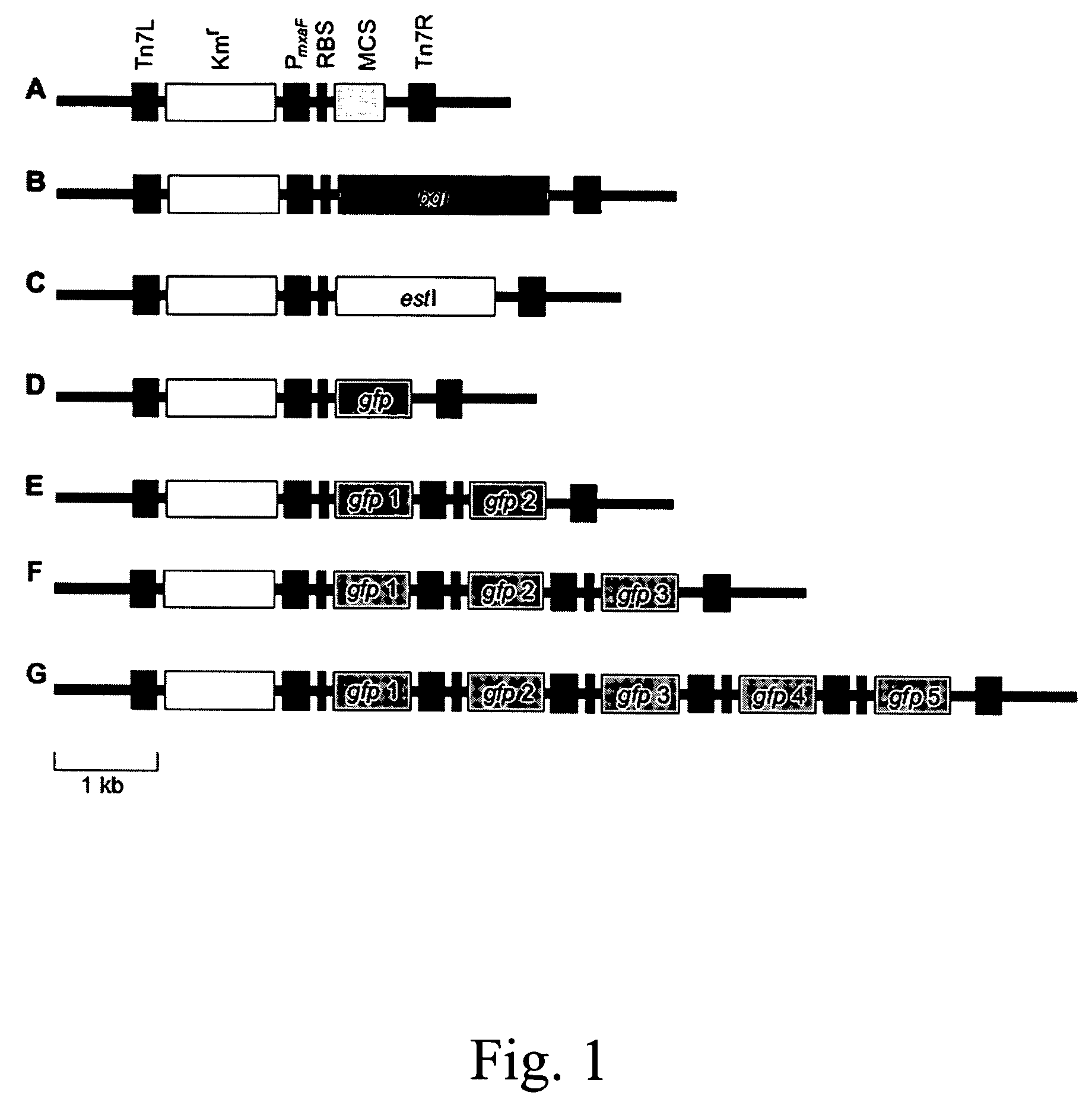 Multicopy-integration of heterologous genes and expression in Methylobacterium