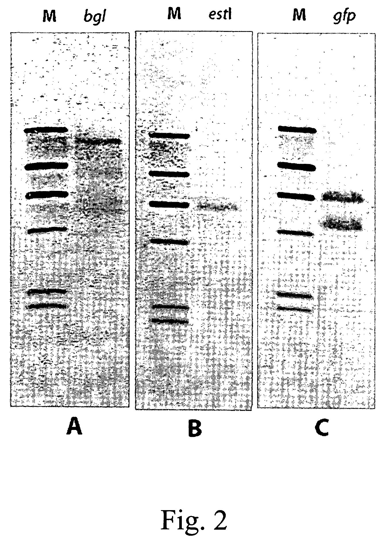 Multicopy-integration of heterologous genes and expression in Methylobacterium