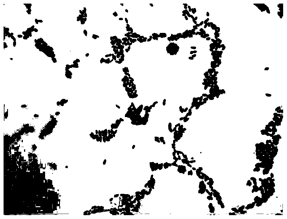 A strain of Pseudomonas producing ferulic acid esterase and its application