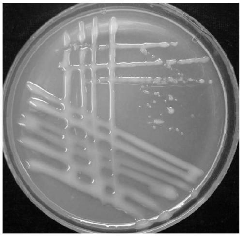 Rhizobium v9-2 and its application