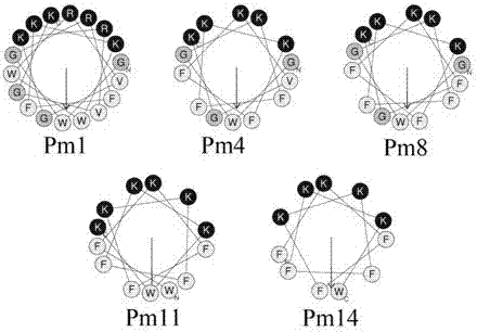 Anti-oral cariogenic bacteria polypeptide Pm1 and preparation method