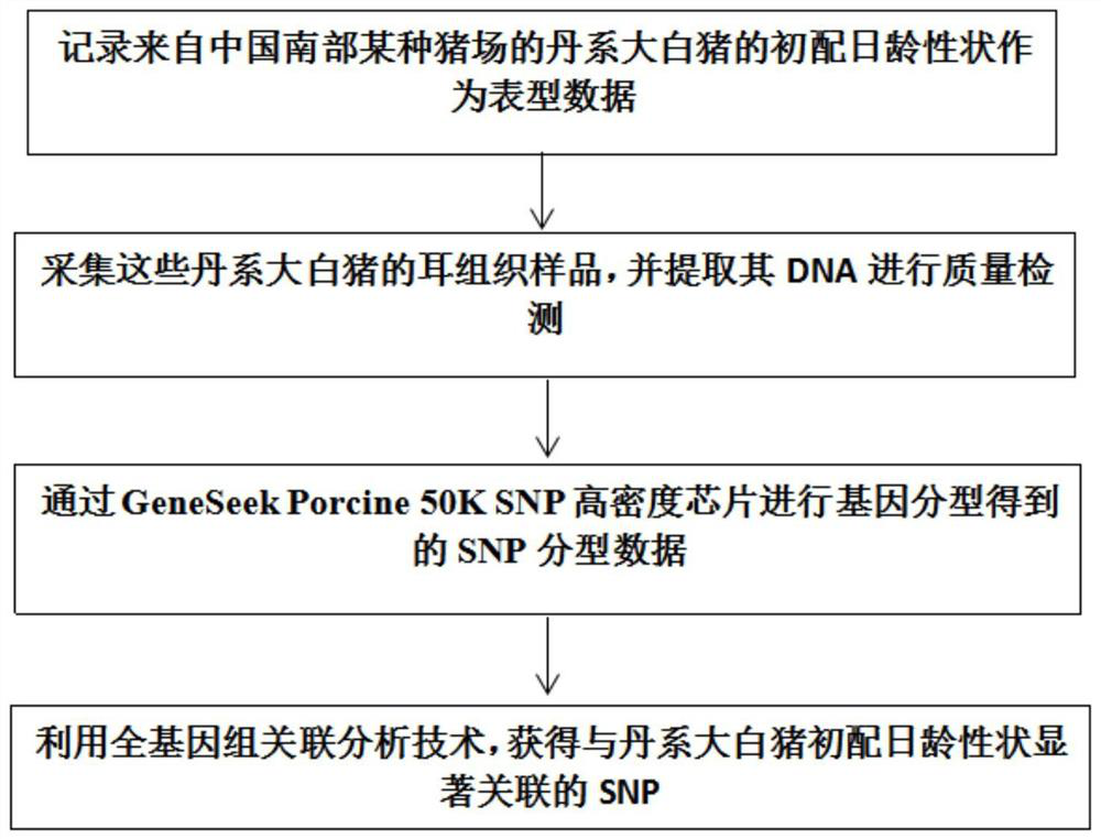 A SNP molecular marker associated with age at first mating in pigs