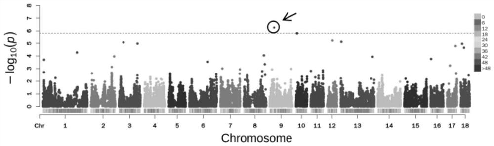 A SNP molecular marker associated with age at first mating in pigs