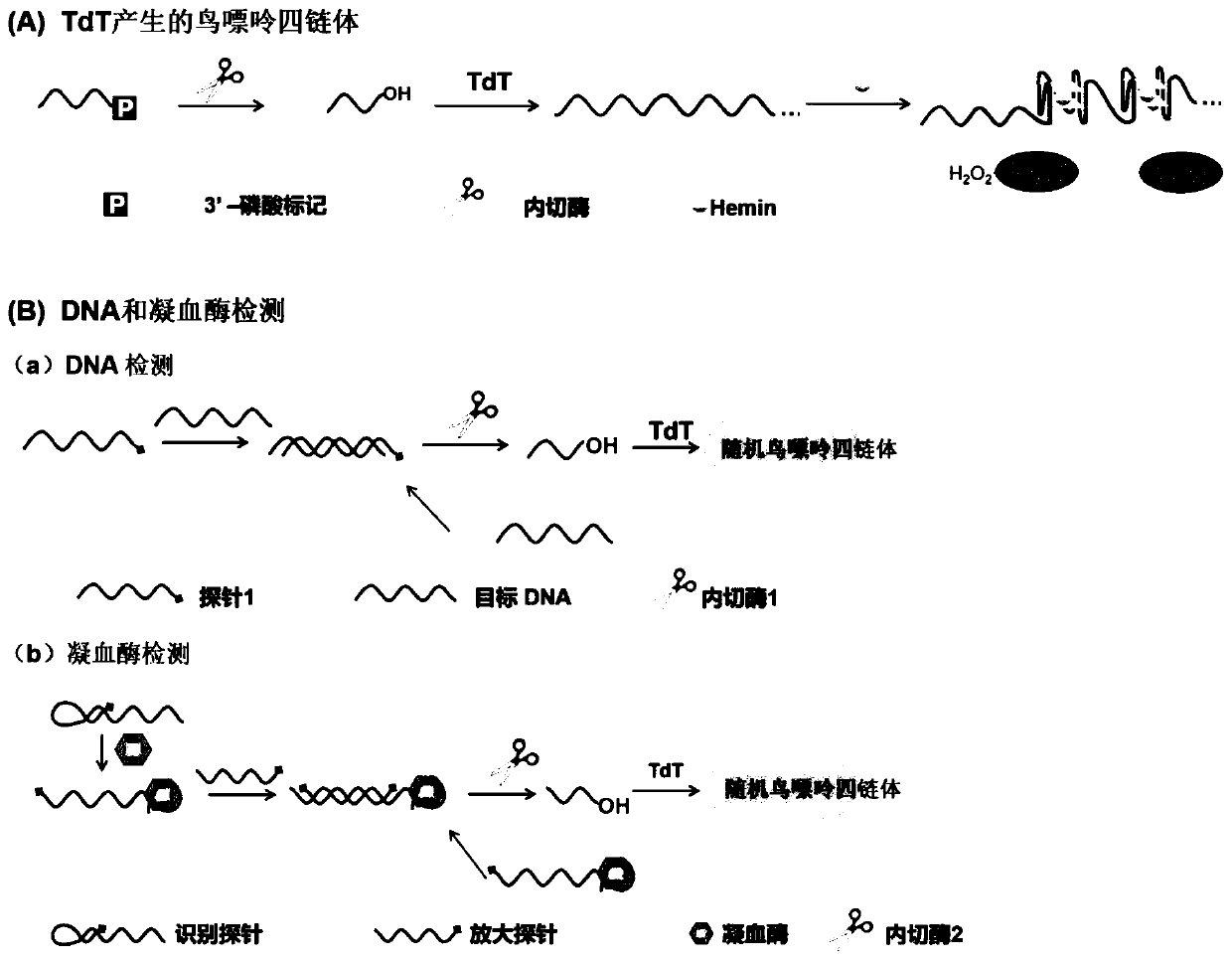 Method for detecting DNA or protein based on double-amplification method