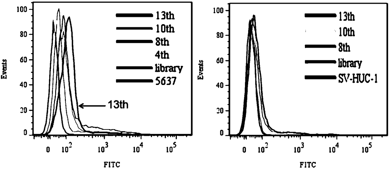 Nucleic acid aptamers for detecting bladder cancer and application thereof