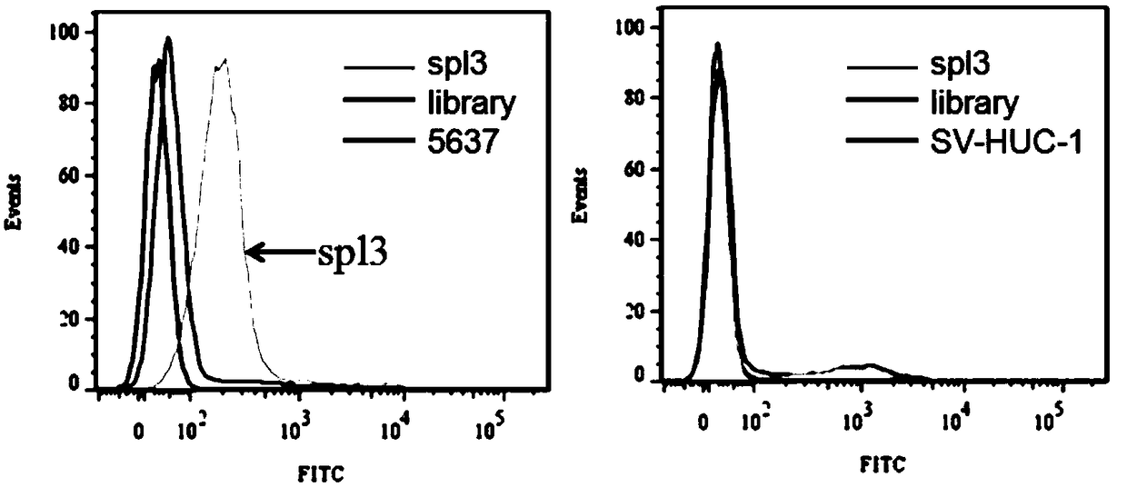 Nucleic acid aptamers for detecting bladder cancer and application thereof