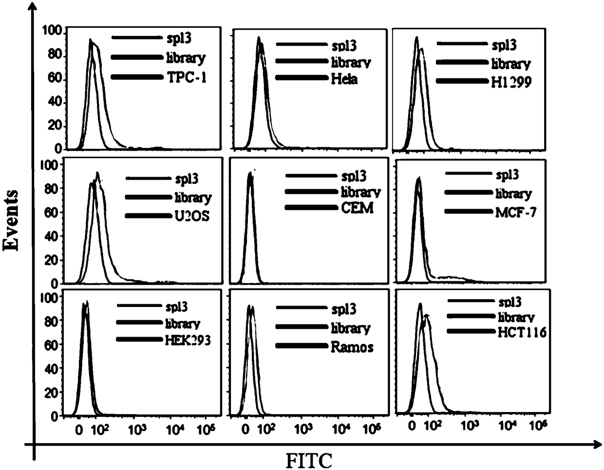 Nucleic acid aptamers for detecting bladder cancer and application thereof