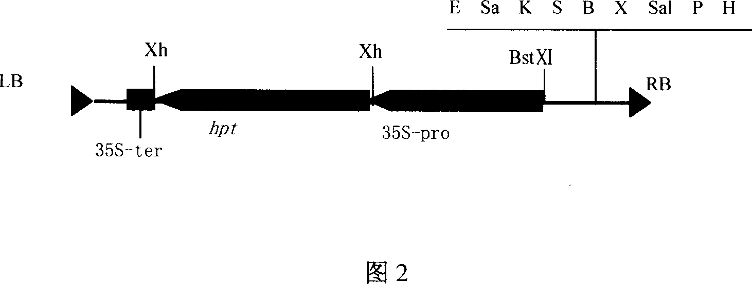 Expression vector for improving content and quality of protein in rice corn and its making method and use