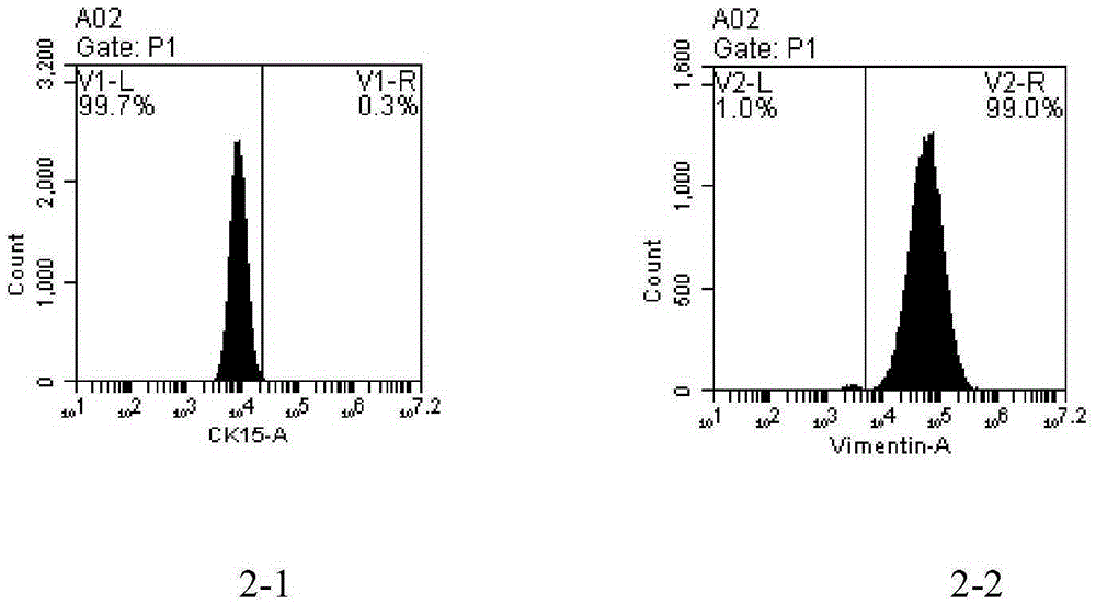 Fibroblast culture system