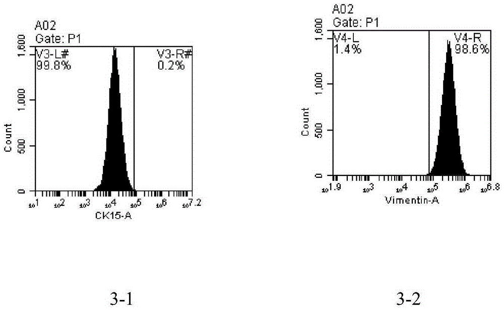 Fibroblast culture system