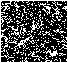 Method for purifying preadipocytes derived from fetal bovine skeletal muscle tissue