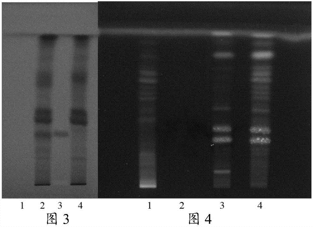 Detection method of medicinal preparation of cortex magnoliae officinalis seven-object soup