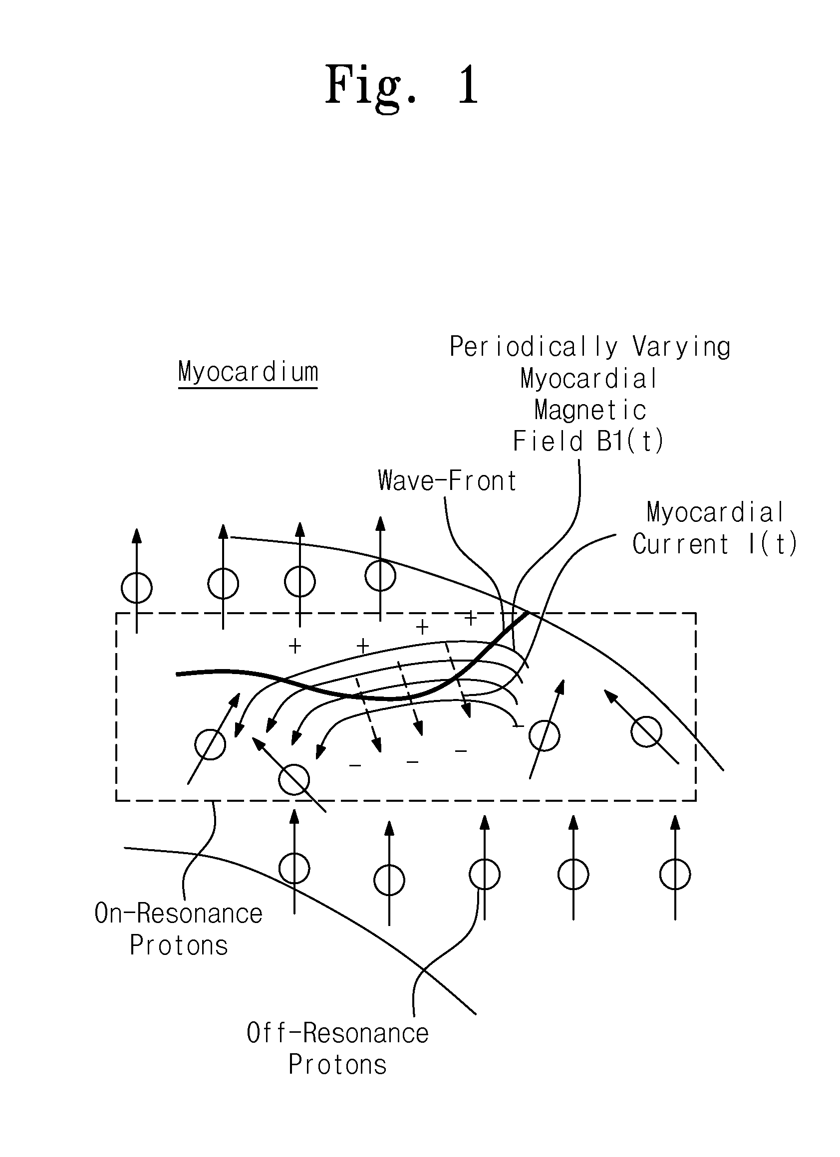 Biomagnetic resonance device and measuring method therefor