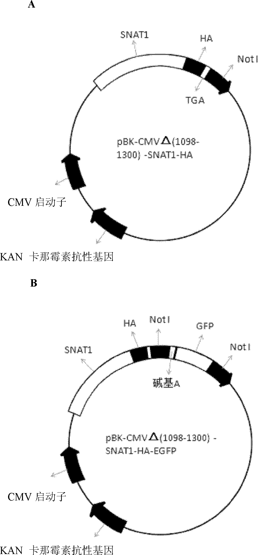 Application of Glutamine Transporter 1 Fusion Protein Expression Vector